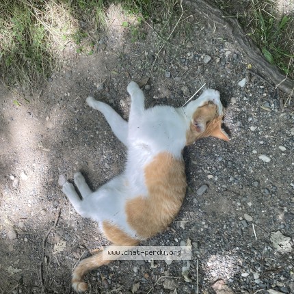 Photo 1/1 Chat trouvé Trouvé à Craponne