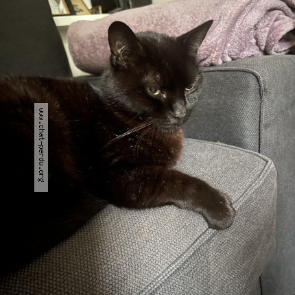 Photo 1/1 Hector Chapeau Chat perdu à Maisons Alfort
