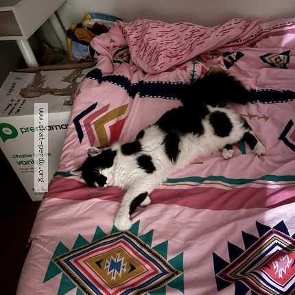 Photo 1/1 Alarme Chat perdu à Saint Aigulin