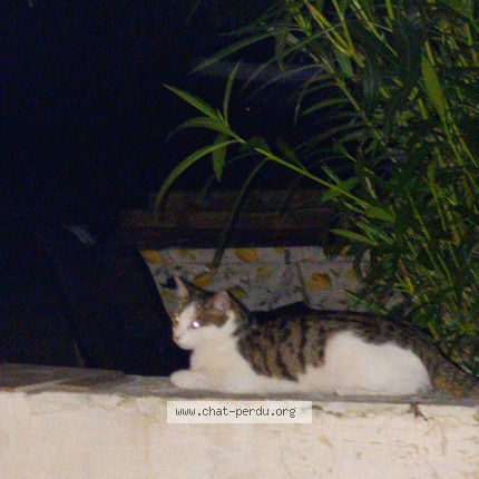 Photo 1/1 solo Chat perdu à Alzonne