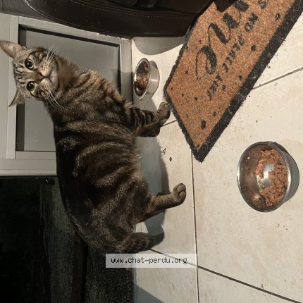 Photo 1/1 Chat trouvé Trouvé à Saint Cyr Sur Loire