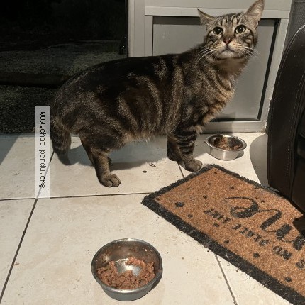 Photo 1/1 Chat trouvé Trouvé à Saint Cyr Sur Loire