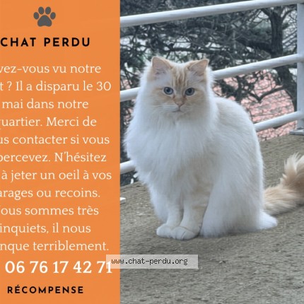 Photo 1/1 Roscat Chat perdu à Cassis