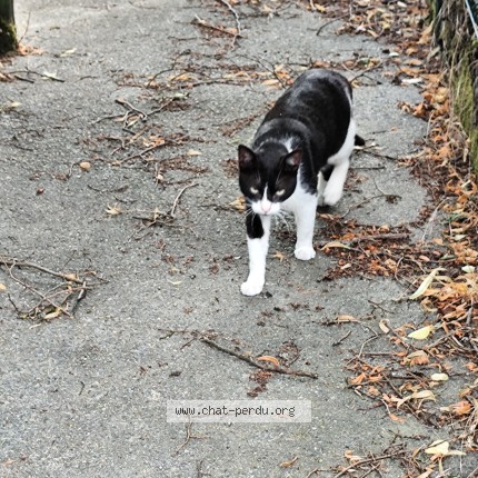 Photo 1/1 Chat trouvé Trouvé à Nantes