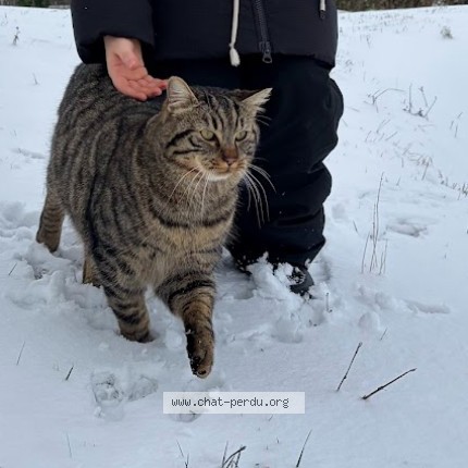 Photo 1/2 Pan Pan Chat perdu à Clery Sur Somme