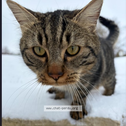 Photo 2/2 Pan Pan Chat perdu à Clery Sur Somme