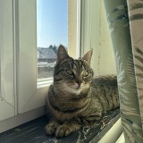 Meezy