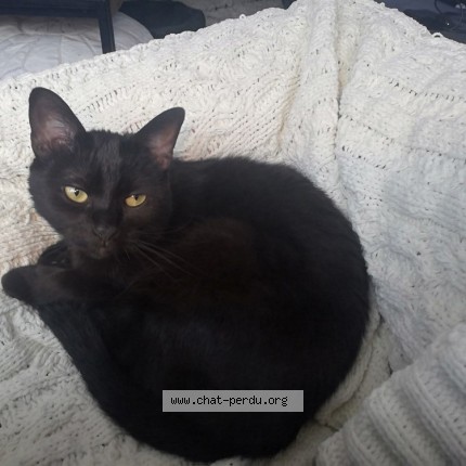 Photo 1/1 Chat retrouvé Perdu à Neder Over Heembeek