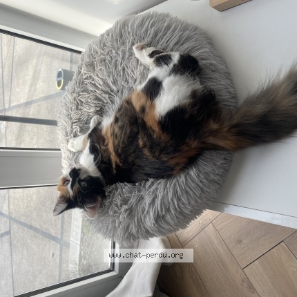 Photo de chat perdu à Tourcoing