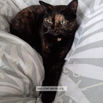 Photo de chat perdu à Nimes
