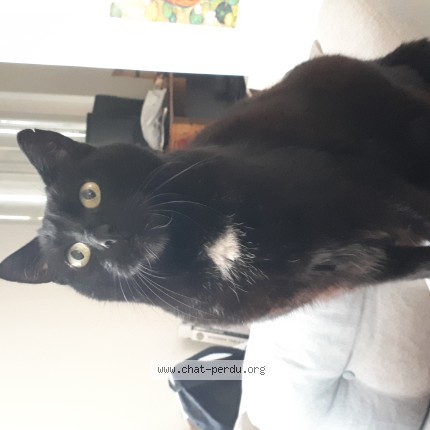 Photo de chat perdu à Nantes