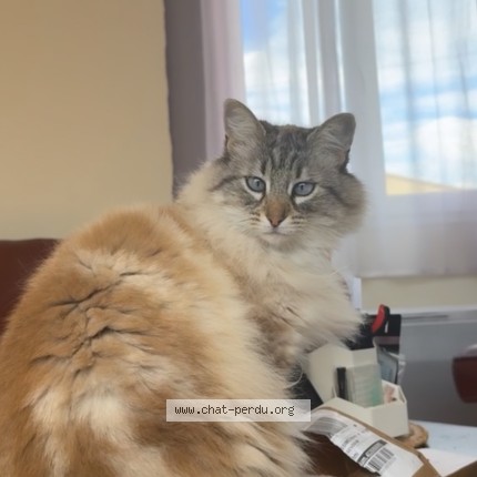 Photo 1/1 kimi Chat perdu à Senas