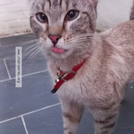 Photo 1/2 Chat trouvé Trouvé à Savigny Sur Orge