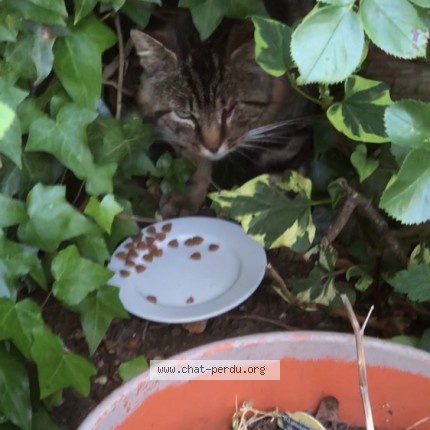 Photo 1/1 Chat trouvé Trouvé à Villepreux