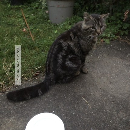 Photo 1/2 Chat trouvé Trouvé à Villepreux