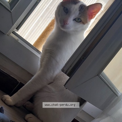 Photo de chat trouvé à Miramas