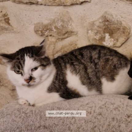 Photo 1/1 Hedwige Chat perdu à Courson Monteloup