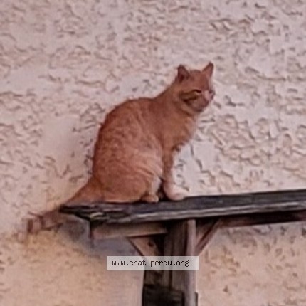 Photo de chat trouvé à St Andre De Cubzac