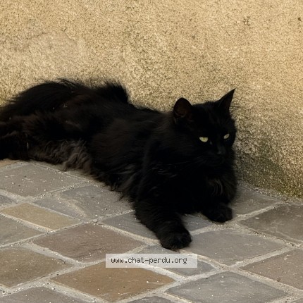Photo 1/1 Chat trouvé Trouvé à Roissy En Brie