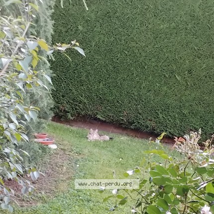 Photo de chat trouvé à Saint Chamond