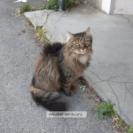 Photo de chat trouvé à Vitry Le Francois