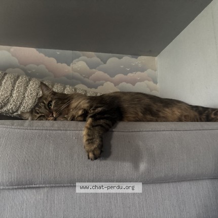 Photo 1/1 taina Chat perdu à Oree D Anjou