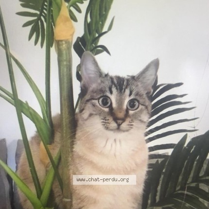 Photo de chat perdu à Vauvert