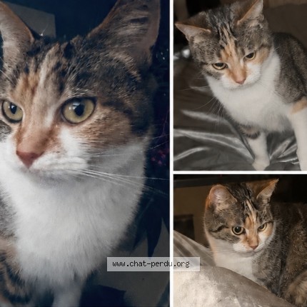 Photo de chat perdu à Lanester
