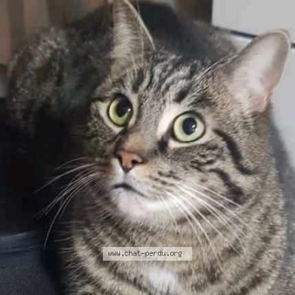 Photo 1/1 Kaïro Chat perdu à Bruxelles