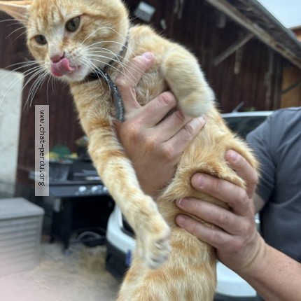 Photo 1/1 Chat trouvé Trouvé à Saint Andre Le Coq