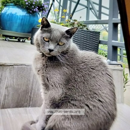 Photo de chat perdu à Cormeilles En Parisis