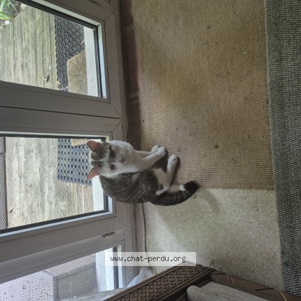 Photo de chat perdu à Elancourt