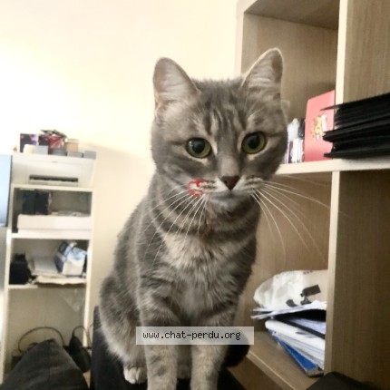 Photo de chat perdu à Chateaugiron