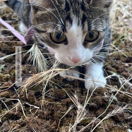 Photo 1/1 Chat retrouvé Perdu à Decines Charpieu