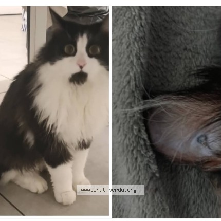 Photo 1/1 muezza Chat perdu à Bruyeres Sur Oise