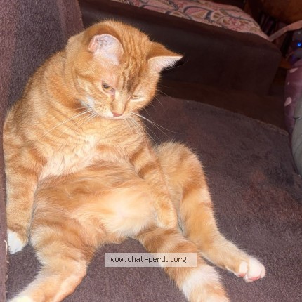 Photo de chat perdu à Villefranche Sur Saone