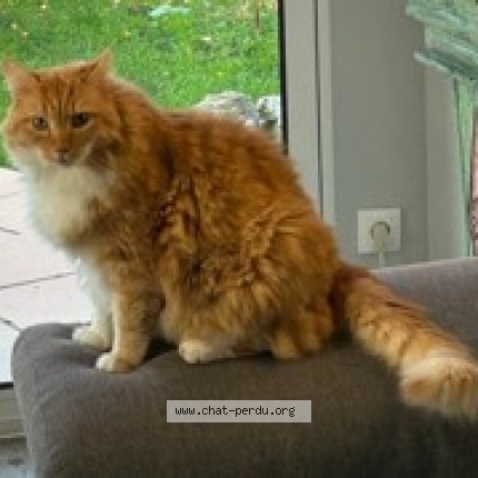 Photo de chat perdu à Drudas