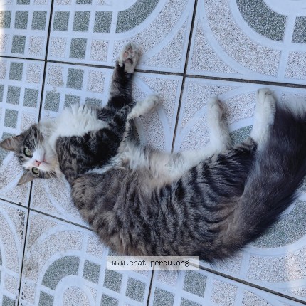 Photo de chat trouvé à Avignon