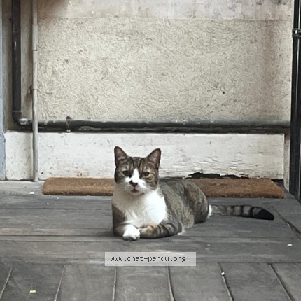 Photo 1/1 Océane Jobard Chat perdu à Nancy