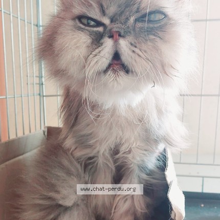 Photo de chat trouvé à Pleslin Trigavou