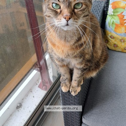 Photo de chat perdu à Deuil La Barre