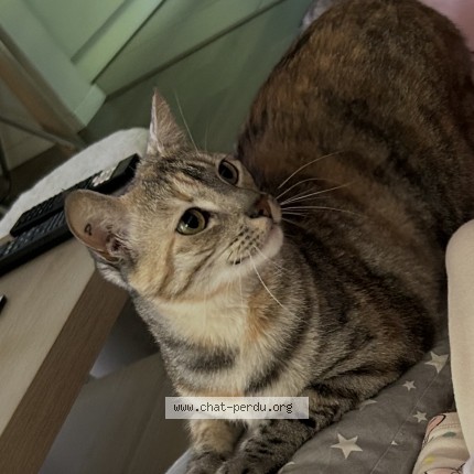 Photo de chat perdu à Nantes