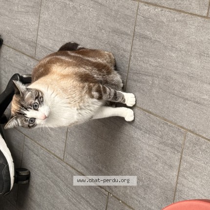 Photo de chat perdu à Les Avenieres