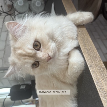 Photo de chat perdu à Hersin Coupigny