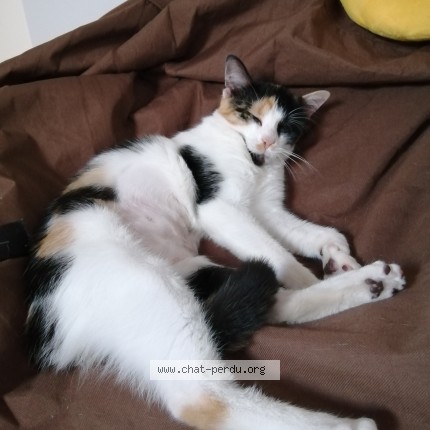 Photo de chat perdu à Saint Germain De Marencennes