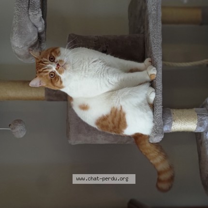 Photo de chat perdu à Orleans