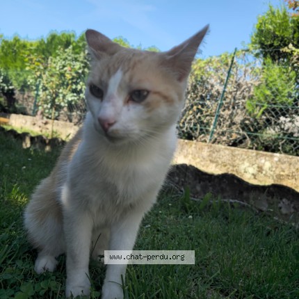 Photo 1/1 zeus Chat perdu à Castres