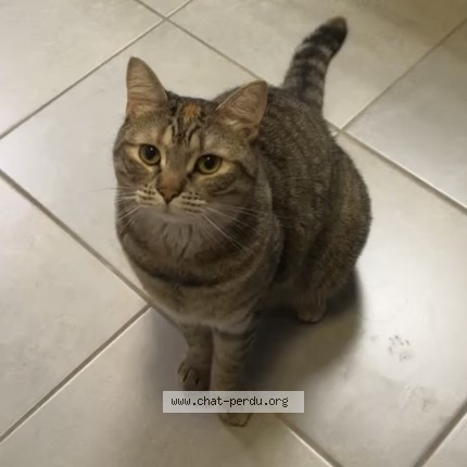 Photo de chat perdu à Pontault Combault