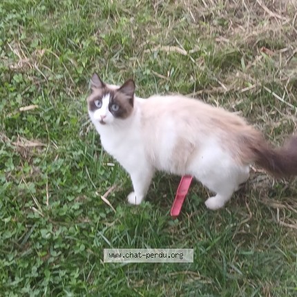 Photo de chat perdu à Tethieu