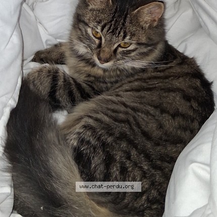 Photo 1/1 Guizmo Chat perdu à Saint Germain Ls Arpajon